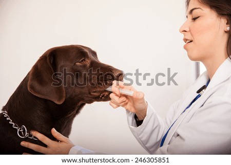Closeup of a veterinarian giving some medicine to a dog using a syringe