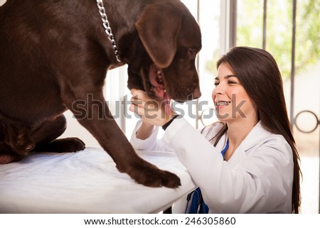 Pretty Hispanic veterinarian examining the paws of a big brown labrador in her clinic