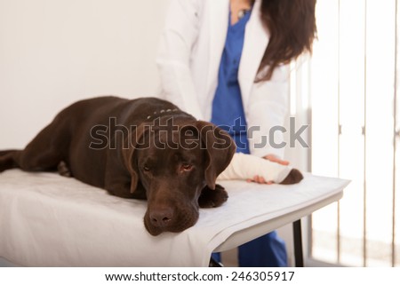 Portrait of a sad brown labrador with a bandage on its leg, resting on a table at the vet