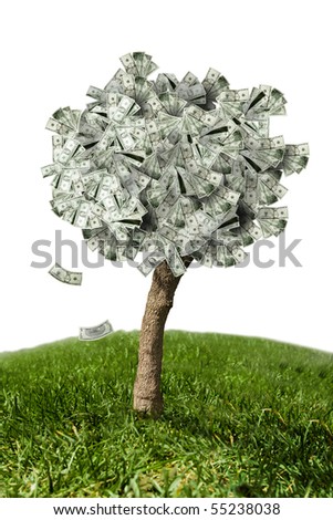 Images Of Money Tree. stock photo : photo of money