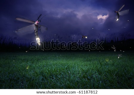 stock photo : real fireflies at a calm night