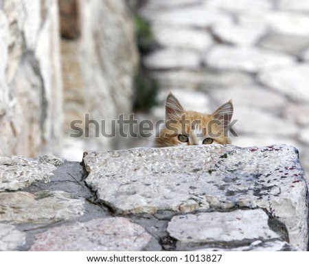 Catâ€™s eyes on the stone footpath- MORE SIMILAR AVAILABLE, PLEASE LOOK IN MY PORTFOLIO
