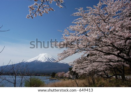 mount fuji and Cherry blossoms