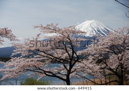mount fuji and Cherry blossoms