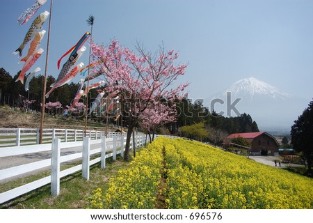 mount fuji ,Cherry blossoms and Rapeseed blossoms