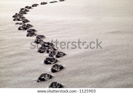 animal tracks in snow