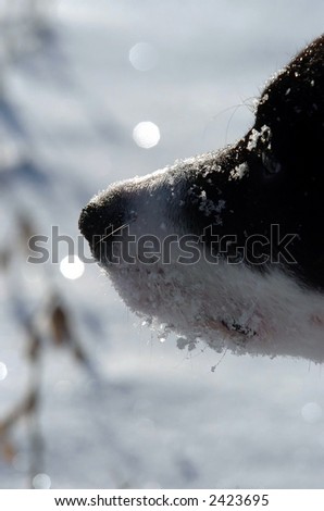 snow on puppy face