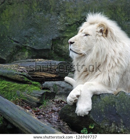 White Africa Lion