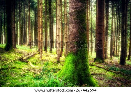 Beautiful pine forest landscape with trees in spring. Camping and tourism concept. (soft focus)