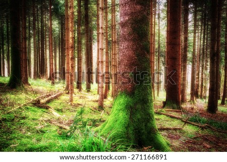 Pine forest landscape in spring. Camping and tourism concept. (diffused)