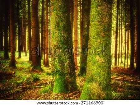 Pine forest landscape in spring. Camping and tourism concept.
