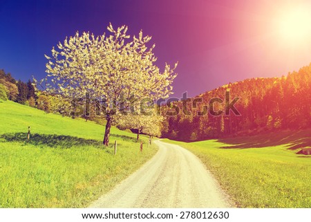 Beautiful romantic landscape with a forest road and blossoming tree at sunset toned