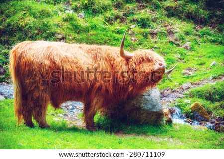 Funny highland cow enjoying summer vacation in mountain field. Summer break concept. Soft focus.