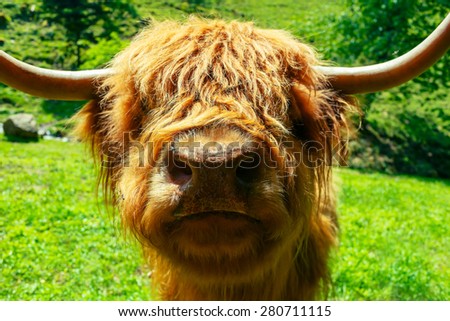 Funny cow looking into camera with funny expression. Summer vacation concept.