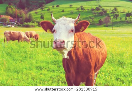 Funny cow enjoying summer in beautiful field in mountains looking into camera. Summer vacation and agriculture concept.