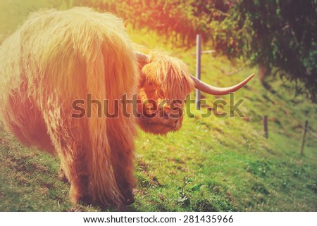 Funny highland cow grazing in mountain fields looking angry. Farming and agriculture concept.