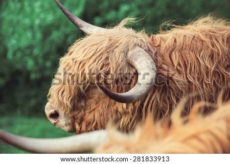 Funny highland cow grazing in mountain fields  in summer. Farming and agriculture concept.