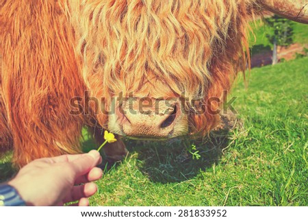 Man\'s hand giving a flower to a highland cow. Funny summer concept. Toned.