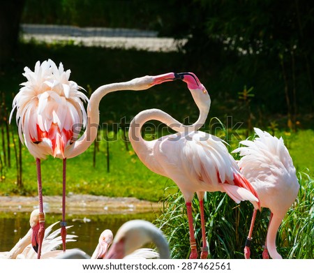 Beautiful pink flamingos playing in a pond. Wildlife background.