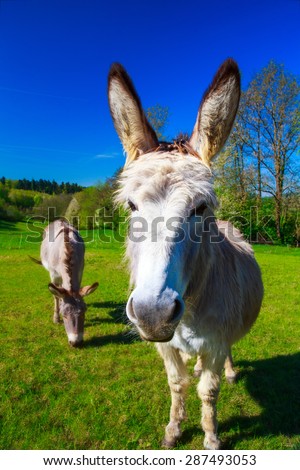 Funny donkey enjoying summer in field looking into camera. Summer vacation and agriculture concept.