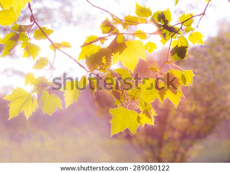 Beautiful summer background with sun shining trough maple leaves at sunset