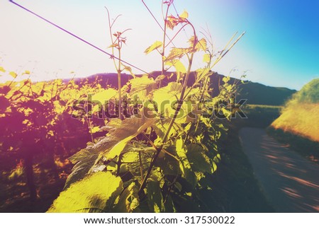 Vines growing in picturesque hilly countryside lit by the sun. Wine-making and wine-tasting background.