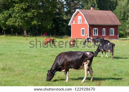 Old red wooden house in the swedish country side. In the foreground a meadow with dairy cows.