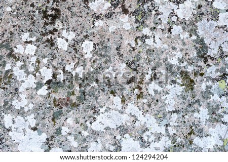 The surface of a big granite glacial erratic in Sweden  covered with moss and lichen.