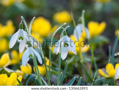 Blooming snowdrops and yellow Eranthis hyemalis in spring, in late February, early March. Close up, back light situation. Shallow depth of field.