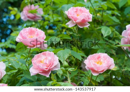 Pink climbing roses in a garden, close up
