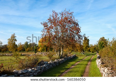 Autumnal landscape with dirt way along stone walls on the swedish island Oeland