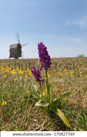 The Early Purple Orchid (Orchis mascula) in its natural environment, here on the island of Oeland, Sweden, with characteristic windmill in background and blooming Primula veris (cowslip) on the ground