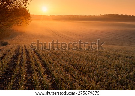 Early morning over fields in Mecklenburg Germany, with mist over the ground and dew drops on the grain