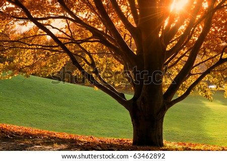 Tree in autumn with colored foliage, the sun shining through the branches, the last warm day of the year.