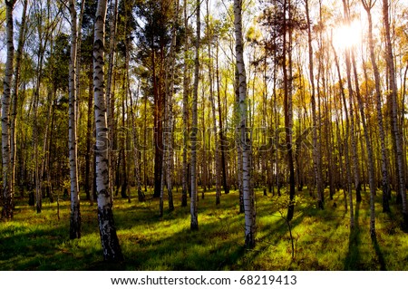 Birch forest in early spring with the sun shining through the trees.