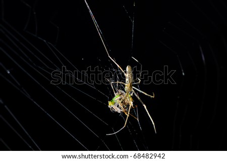 Spider (Myrmarachne formicaria) with booties, waiting in the web for new offers.