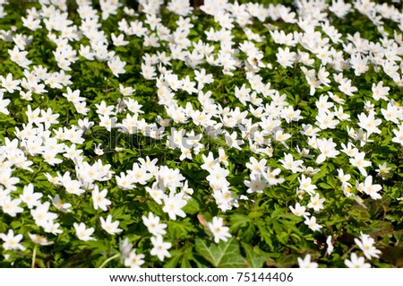Anemone nemorosa,an early-spring flowering plant in the genus Anemone in the family Ranunculaceae. Common names are wood anemone, windflower, thimbleweed and smell fox.
