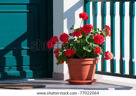 Pelargonium plants in front of a green door and a white wall, the colors of Italy.