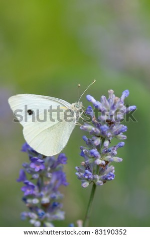 Large White on  English Lavender, close up.