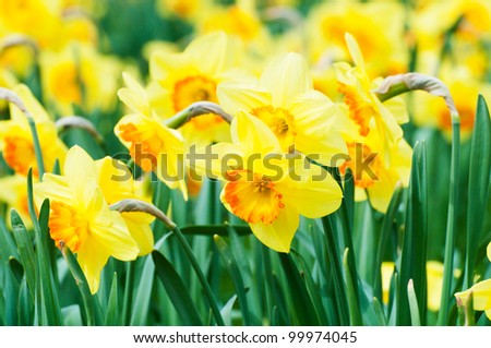 Blooming Daffodils