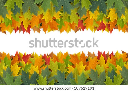 Autumn Leaves border design concept with maple leaf foliage arranged in a multi colored seasonal themed concept as a symbol of the fall weather on a white background.