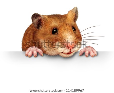 Cute hamster smiling and happy holding a blank white billboard communications card with pink hairy paws and realistic detailed fur on a white background.