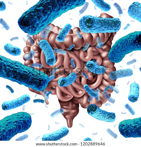 Gut bacteria as probiotic bacterium inside small intestine and digestive microflora inside the colon or bowel as a health symbol for microbiome as a 3D render.