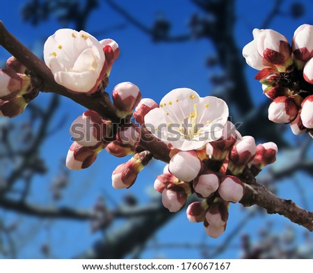 Spring blossom with an apricot tree budding flower as a botanical symbol of the renewal of nature.