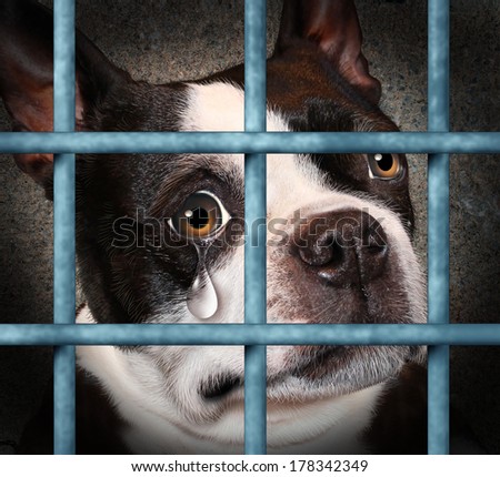 Lost pet animal cruelty and neglect concept with a sad crying dog in a dog pound prison cage looking at the viewer with a tear of despair as a concept for humane treatment of living things.