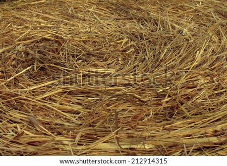 Hay Circular Texture background as an angled view of a circle bale of hay as an agriculture farm and farming symbol of harvest time with dried grass straw as a bundled tied haystack.
