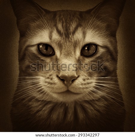 Cat grunge portrait as a close up of a generic furry domestic feline pet on a textured background as a kitty symbol for veterinary and grooming related services.