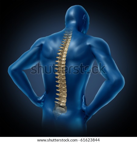 human back pain spinal cord skeleton body anatomy