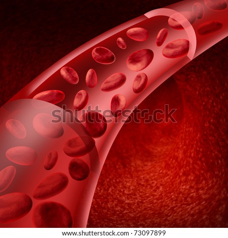circulatory system veins. human circulatory system