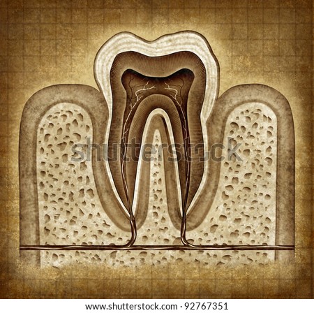 Tooth inner anatomy as an old grunge parchment diagram as a dentist surgeon teeth symbol for dental clinic and oral specialist for dentistry medicine on a frontal view of a molar tooth.